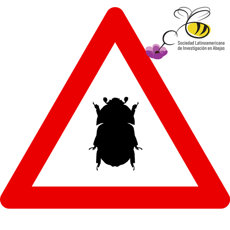 alerta pec latinoamérica solatina pequeño escarabajo de la colmena